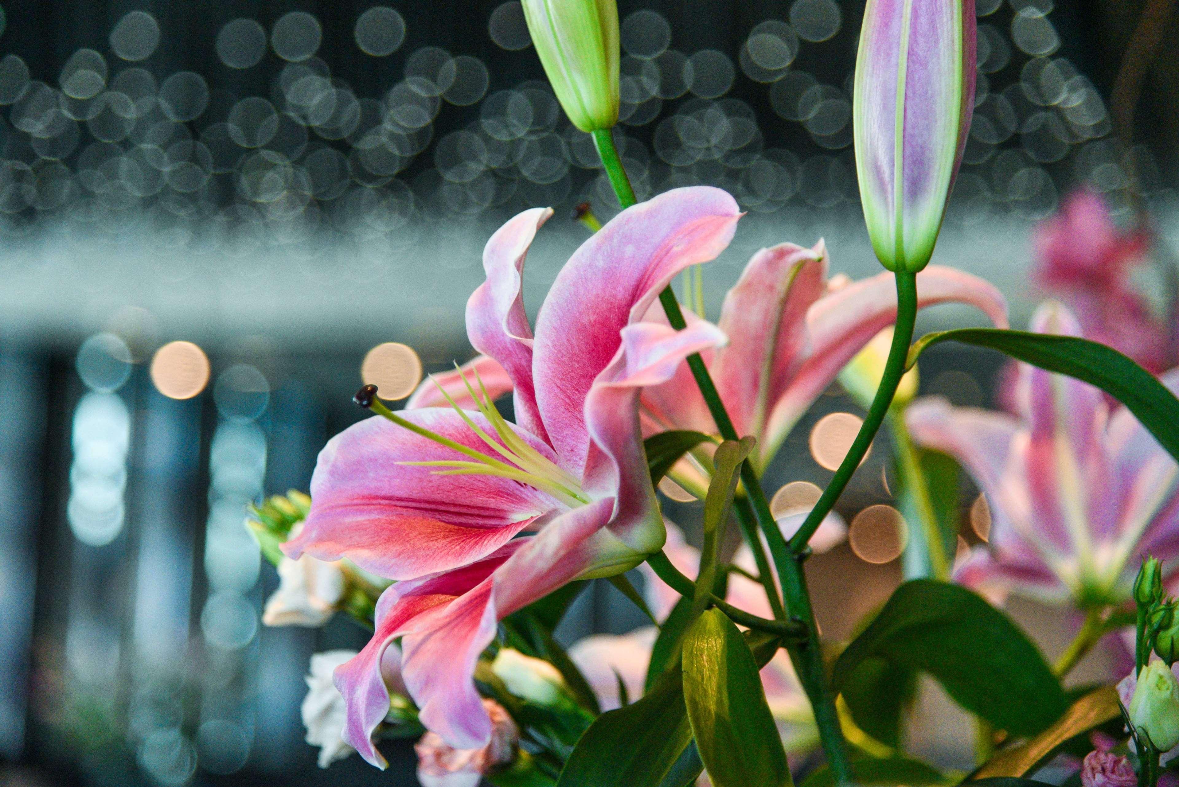 Hotel Park Hyatt Dauhá Exteriér fotografie Lilium × hybridum